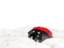 Papua New Guinea. White umbrellas with flag. Download icon.